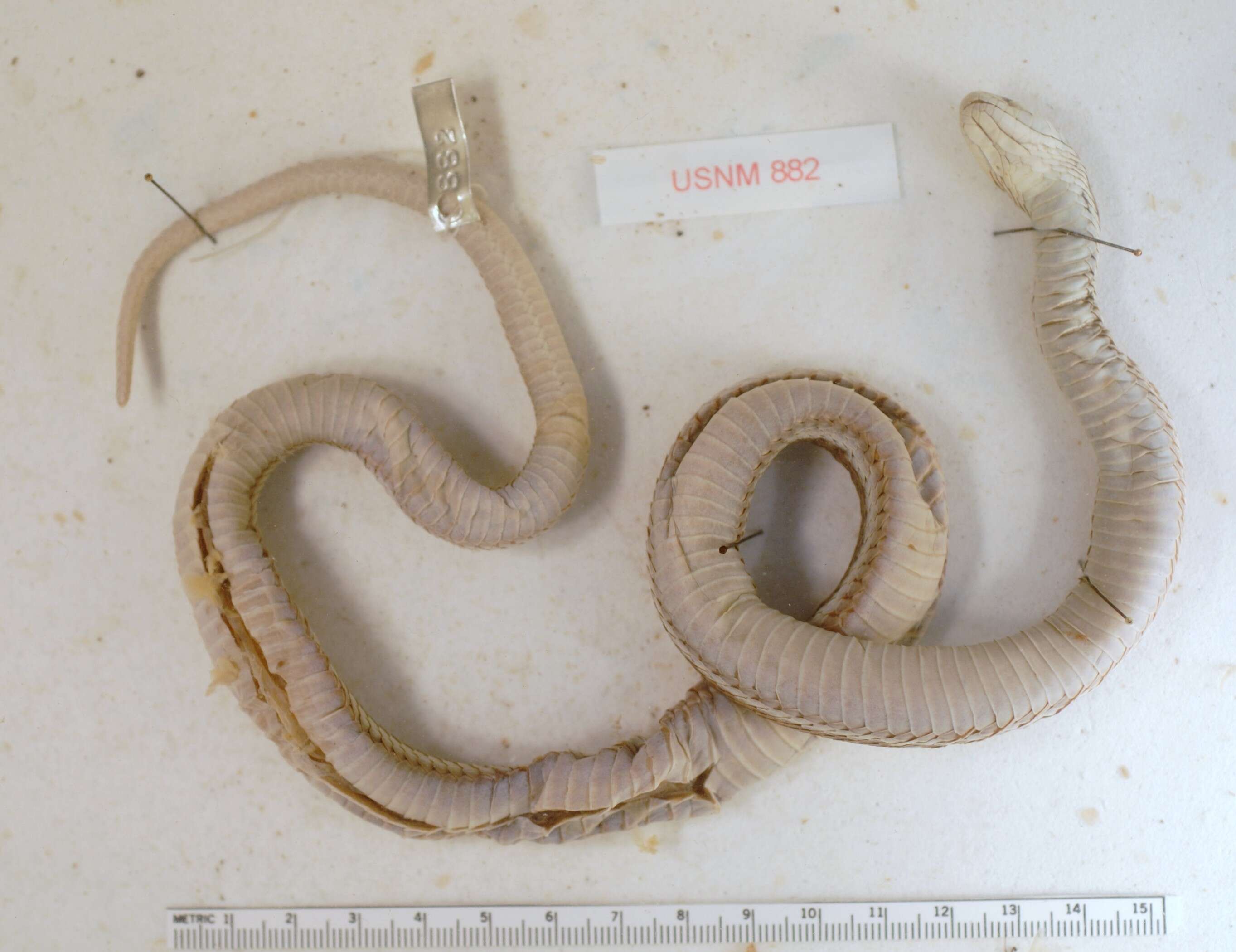 Image of Thamnophis elegans elegans (Baird & Girard 1853)