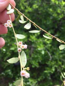 Image of dwarf huckleberry