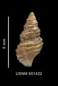 Image of Prosipho astrolabiensis (Strebel 1908)