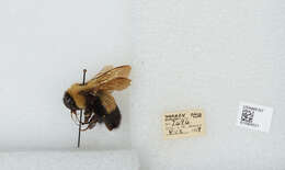 Слика од Bombus affinis Cresson 1864