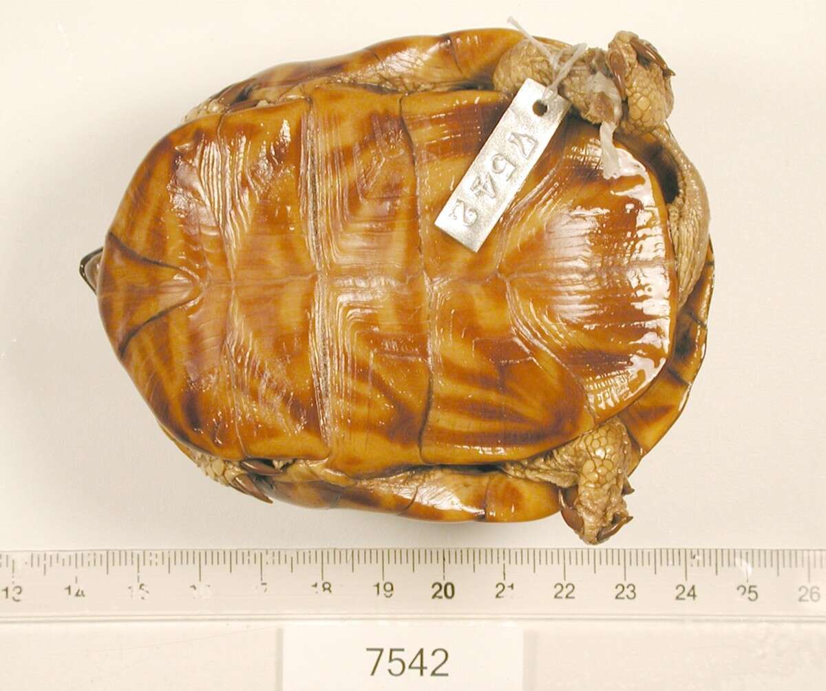 Image of Ornate Box Turtle