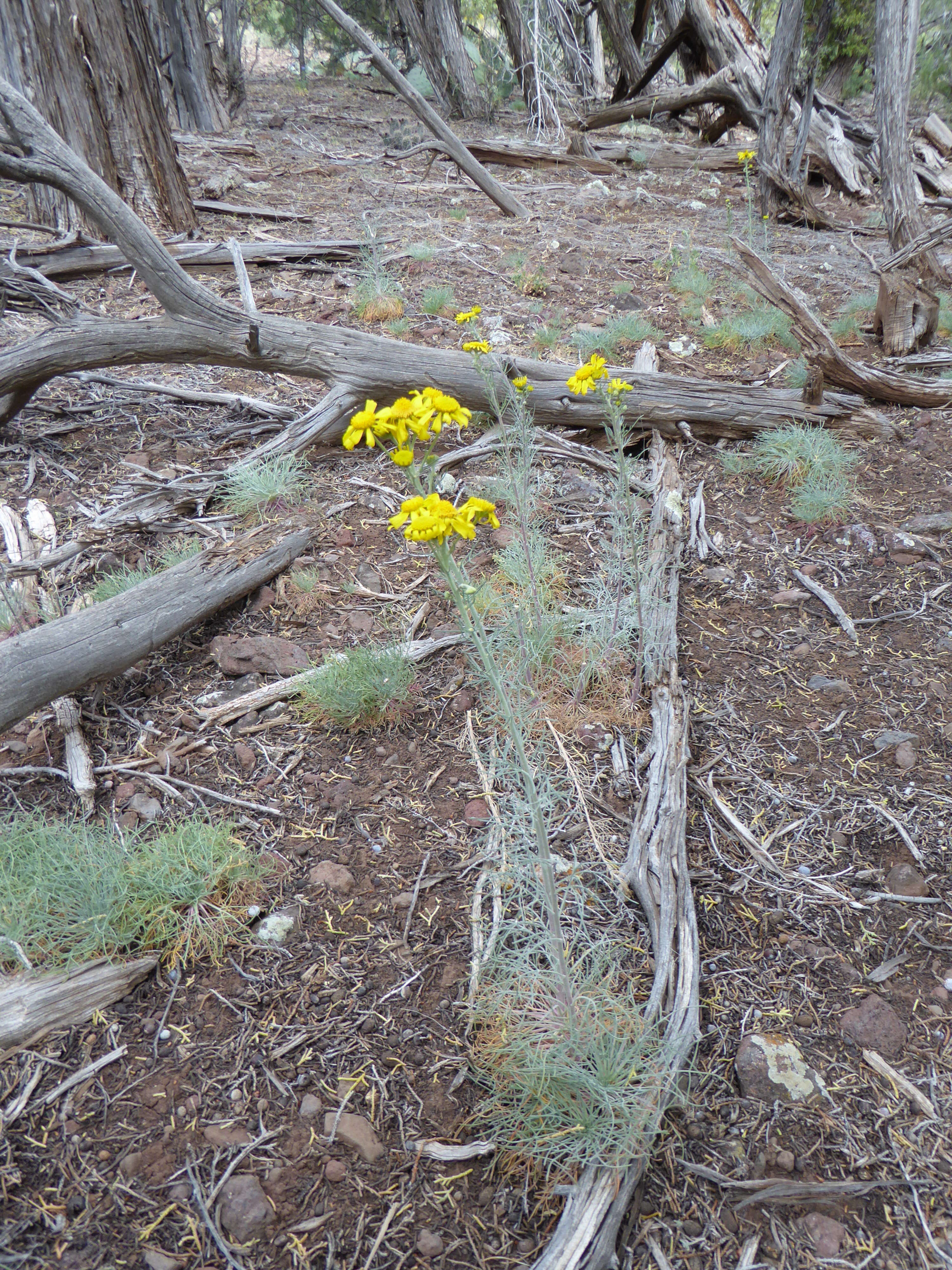 Image of Helenium L.