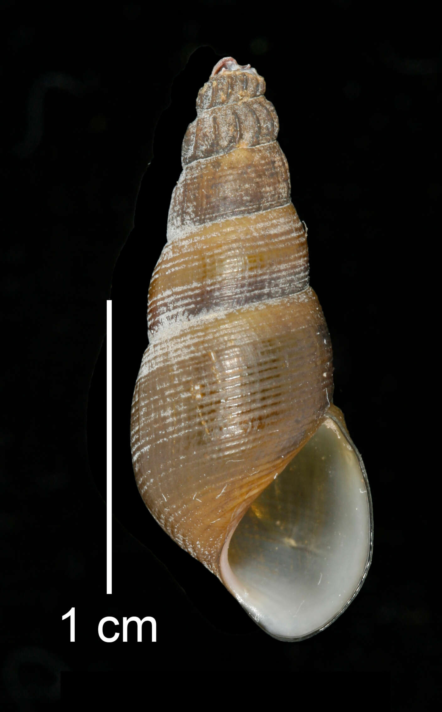 Image of Juga plicifera (I. Lea 1838)