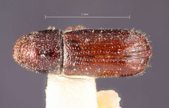 Image of Pityophthorus deleoni Bright 1976