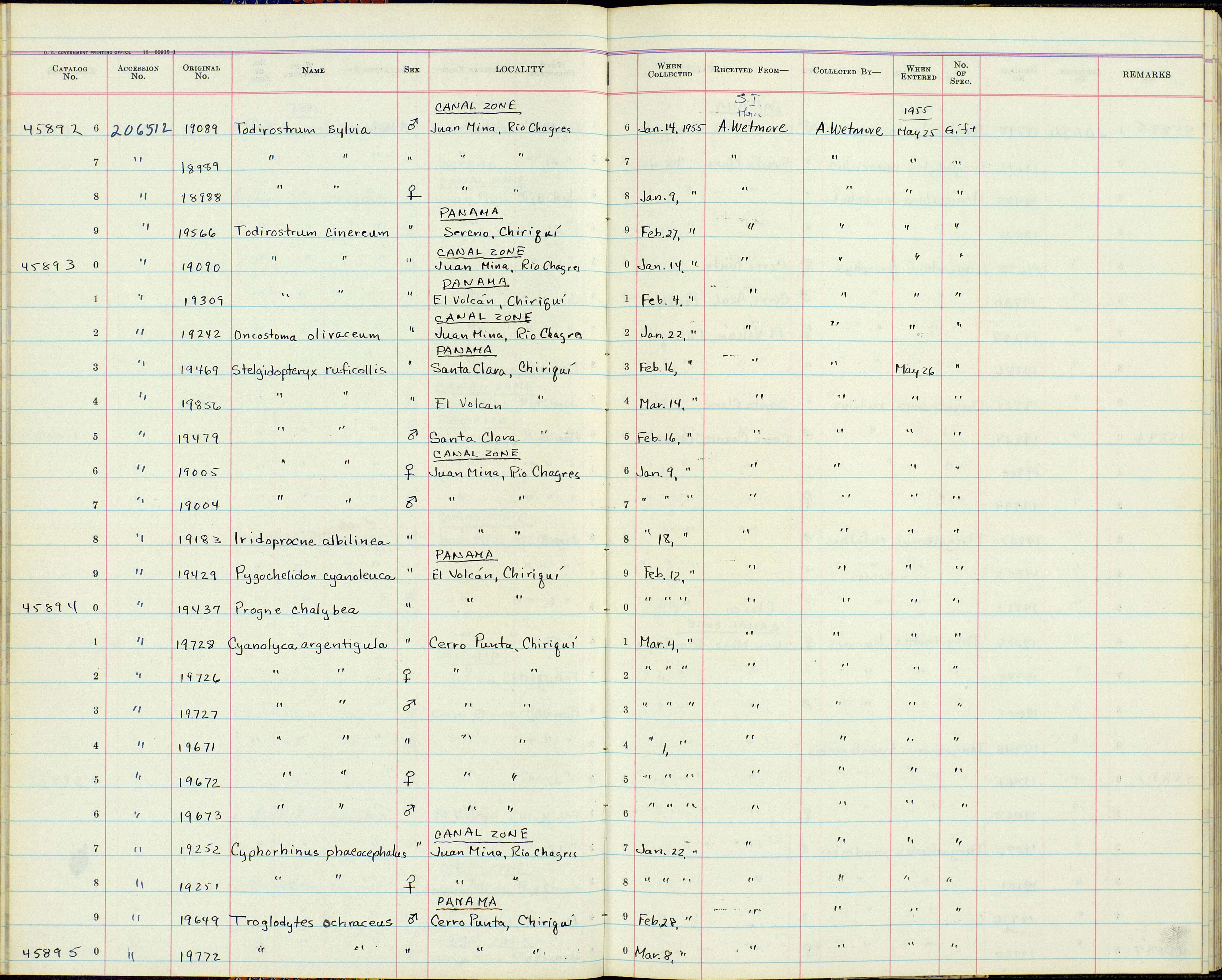 Plancia ëd Todirostrum cinereum finitimum Bangs 1904