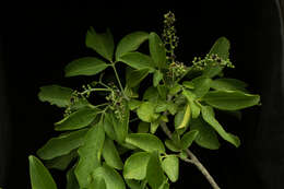 Image of Esenbeckia berlandieri subsp. litoralis (Donnell-Smith) Kaastra