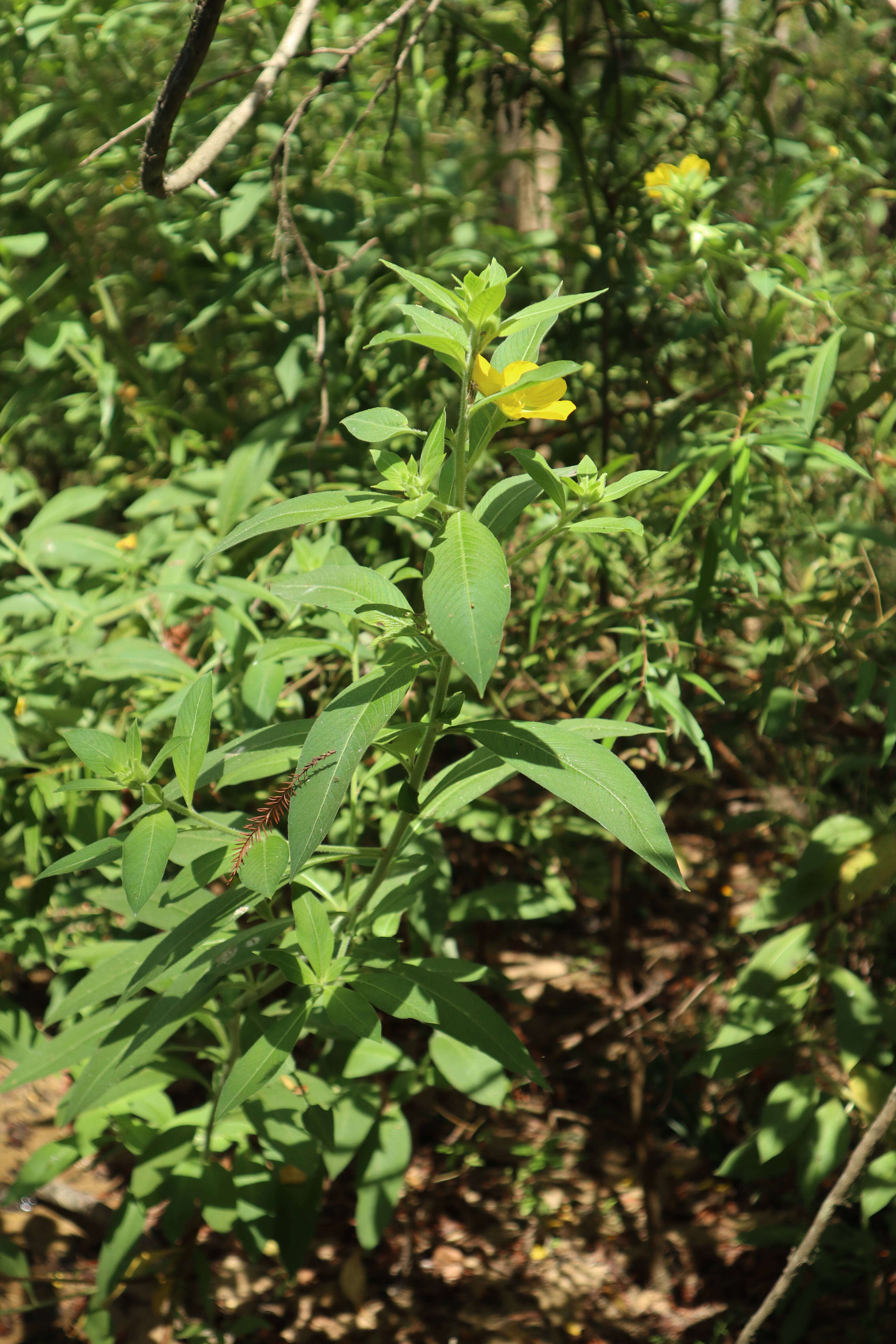 Image of Peruvian primrose-willow