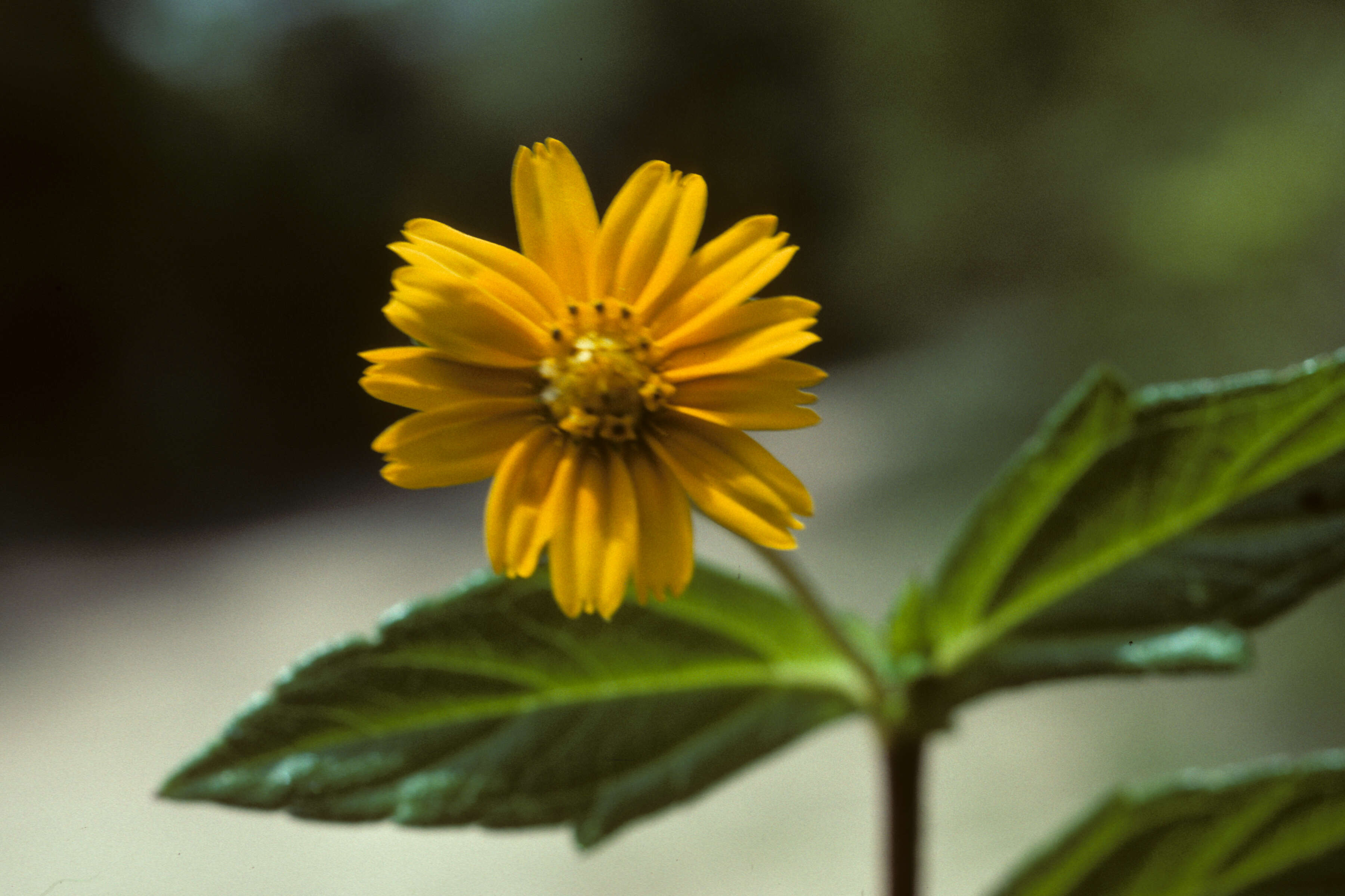 Image of Bay Biscayne creeping-oxeye