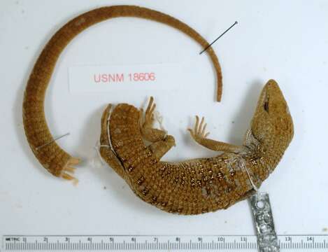 Image of Northern Alligator Lizard