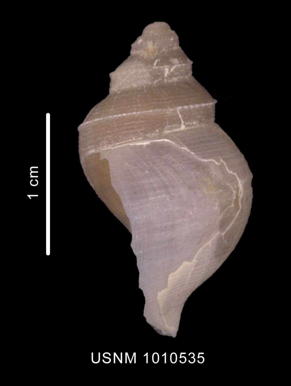 Image of Lusitromina abyssorum (Lus 1993)