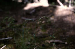 Image of New Mexico bluegrass