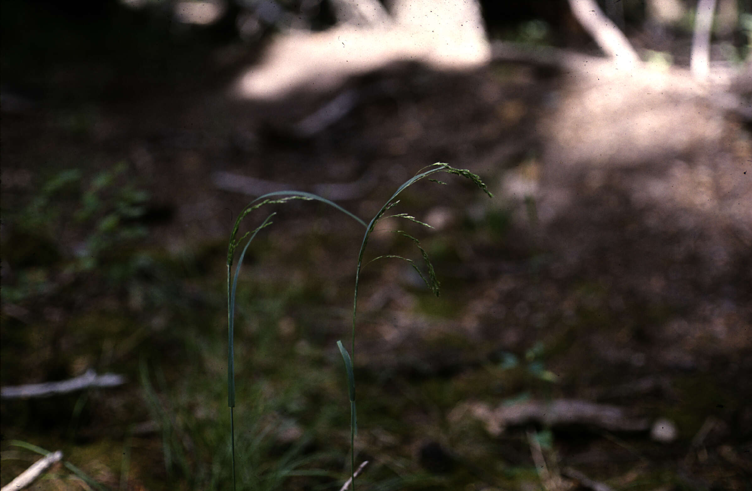 Image of New Mexico bluegrass