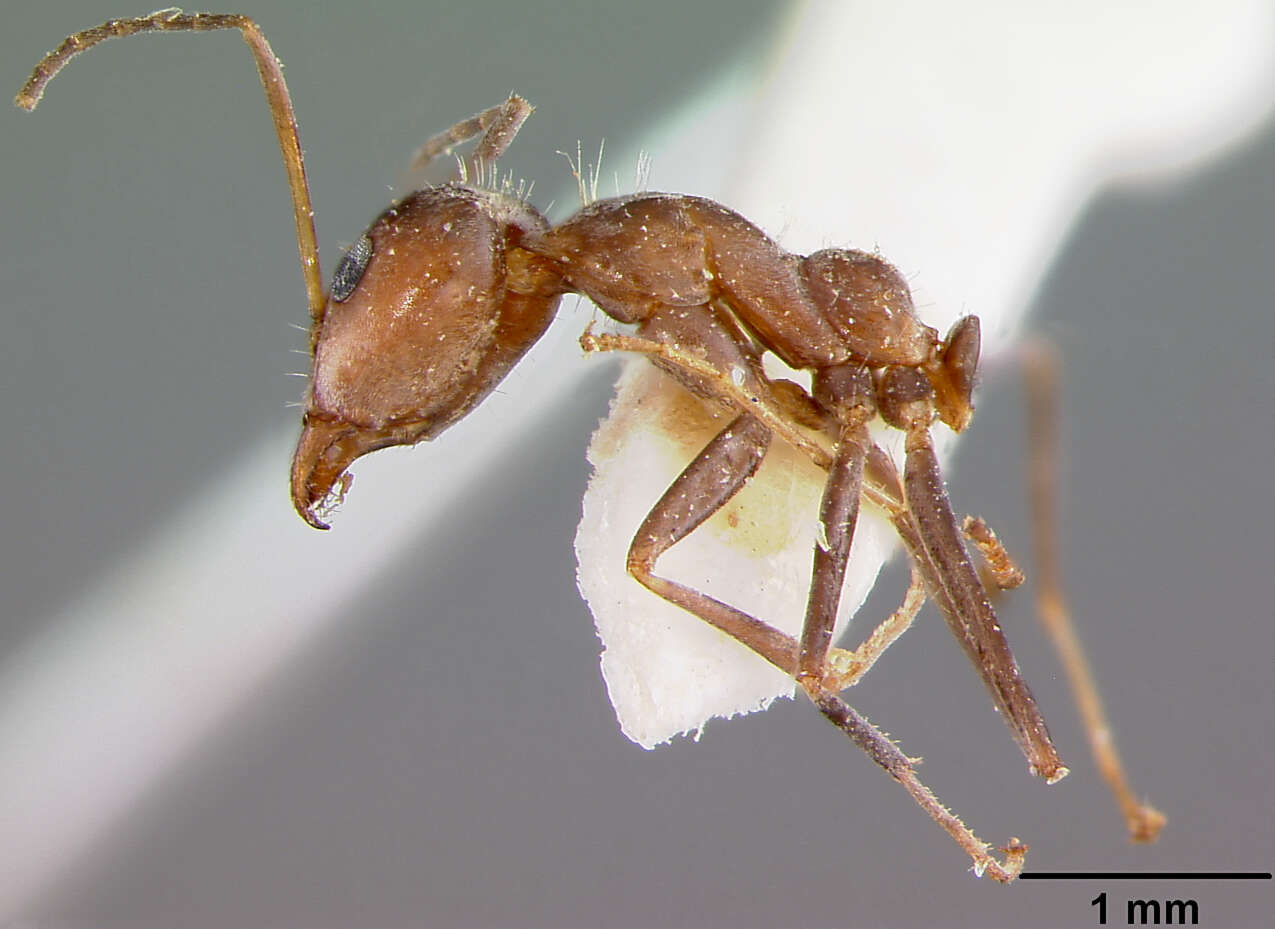 Image of Iridomyrmex gracilis minor Forel 1915