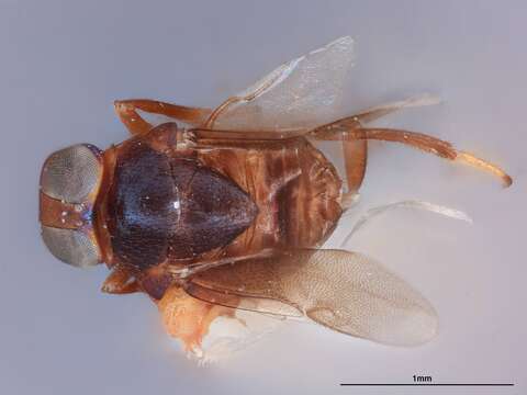 Image of Zaplatycerus