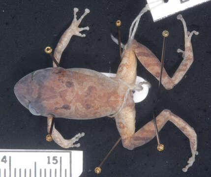 Image de Pristimantis urichi (Boettger ex Mole & Urich 1894)