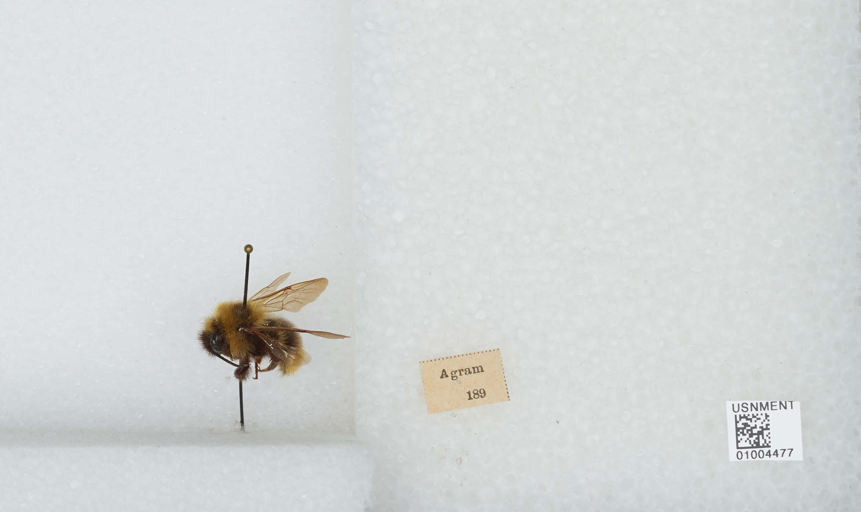 Image of Bombus campestris (Panzer 1801)