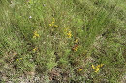Sivun Solidago nemoralis subsp. nemoralis kuva