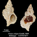 Image of Fusus crispus Gould 1849