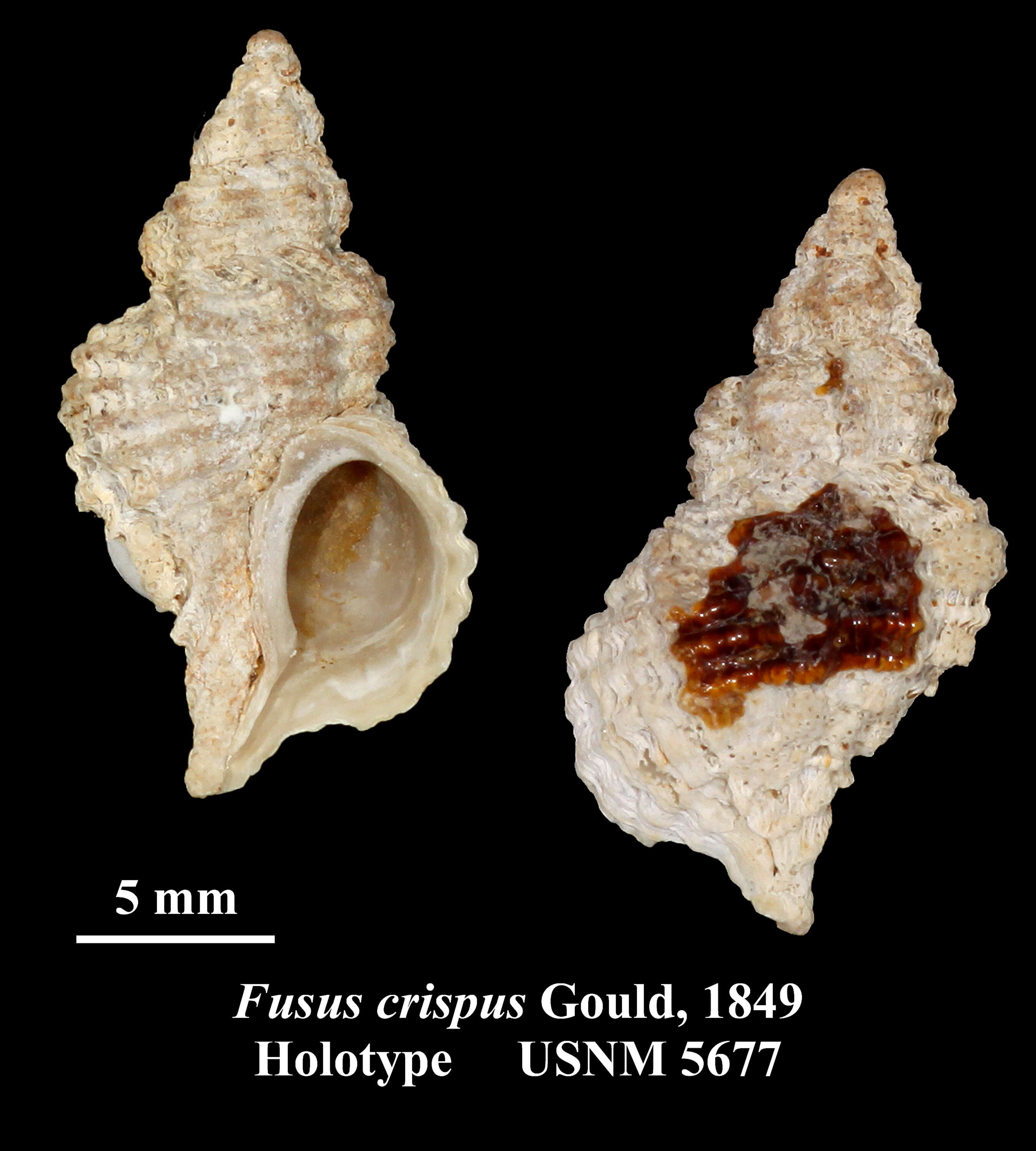 Image of Fusus crispus Gould 1849