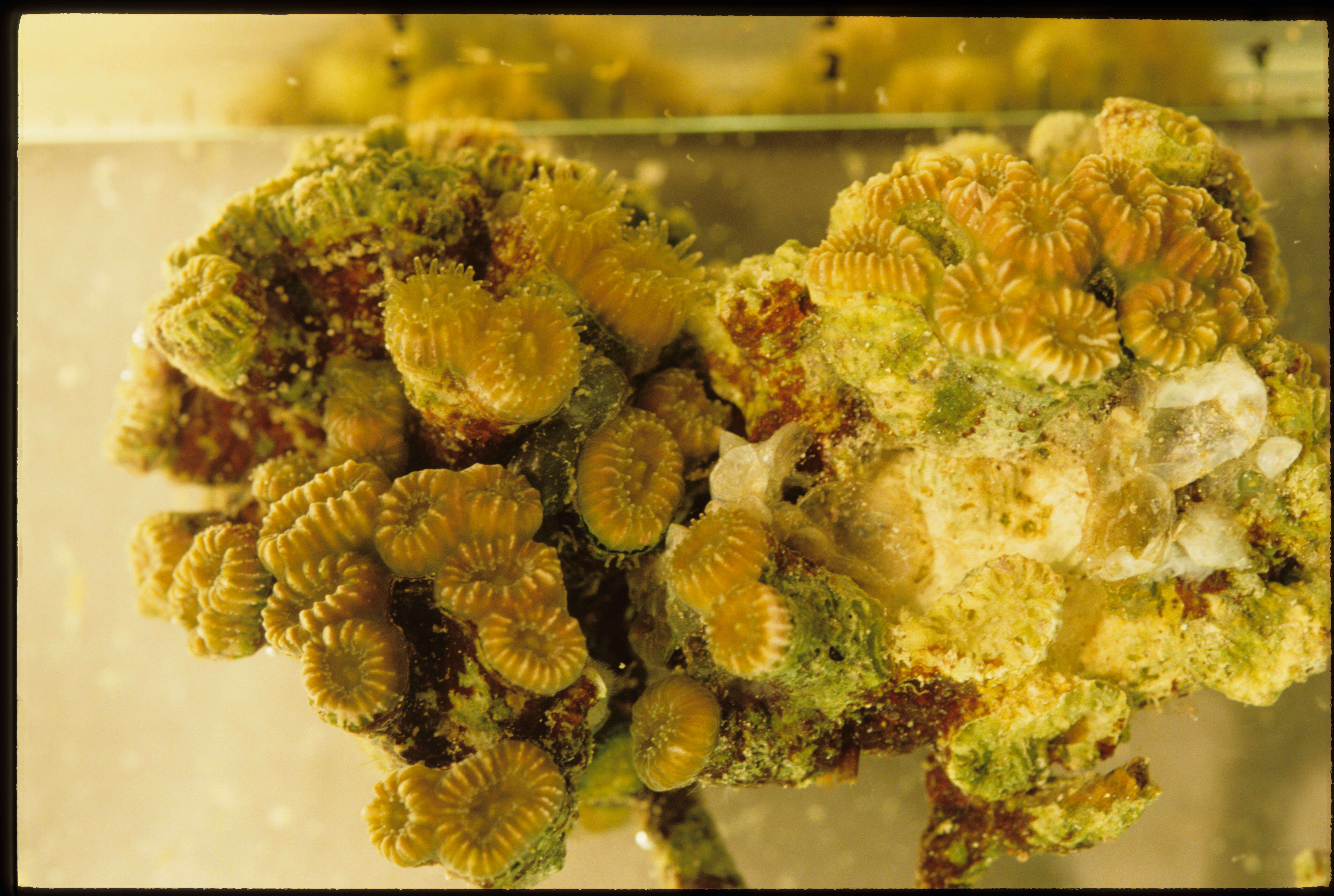 Image of Golfball Coral