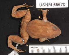 Image of Caribbean white-lipped frog
