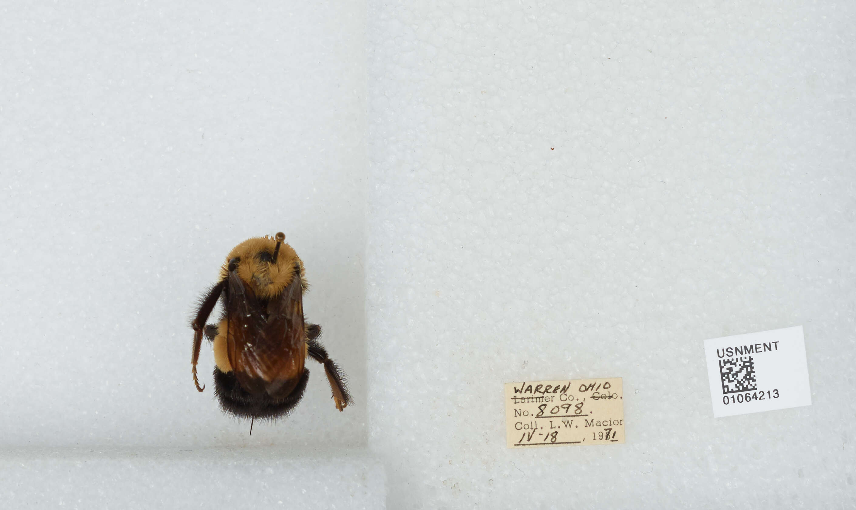 Слика од Bombus affinis Cresson 1864