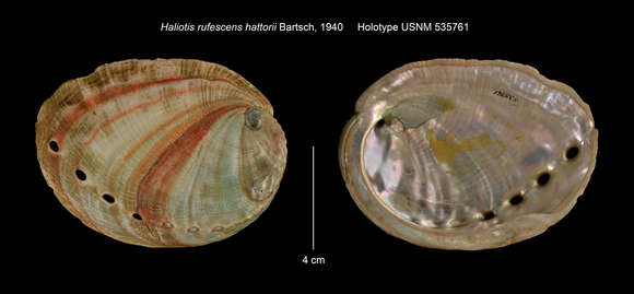 Image of red abalone