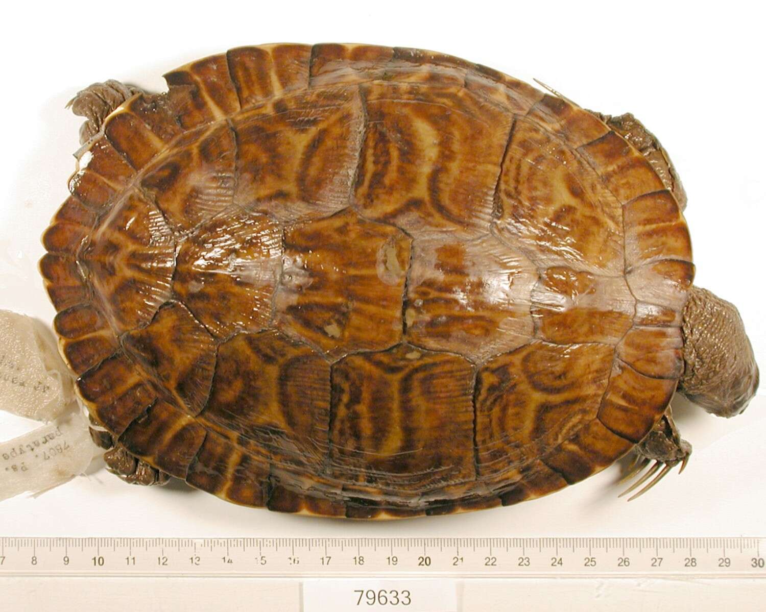 Image of Eastern River Cooter