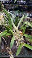 Image de Prosthechea prismatocarpa (Rchb. fil.) W. E. Higgins