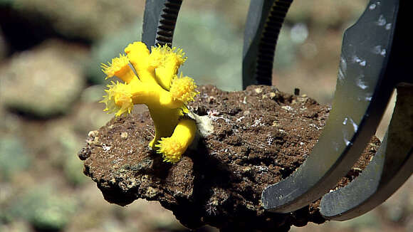 Image of Dendrophyllia de Blainville 1830