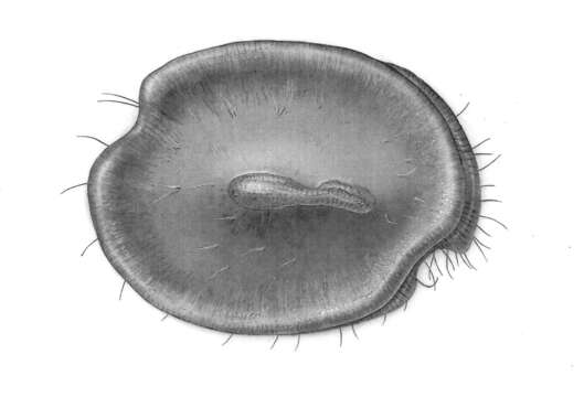 Image of Asteropella Poulsen 1965