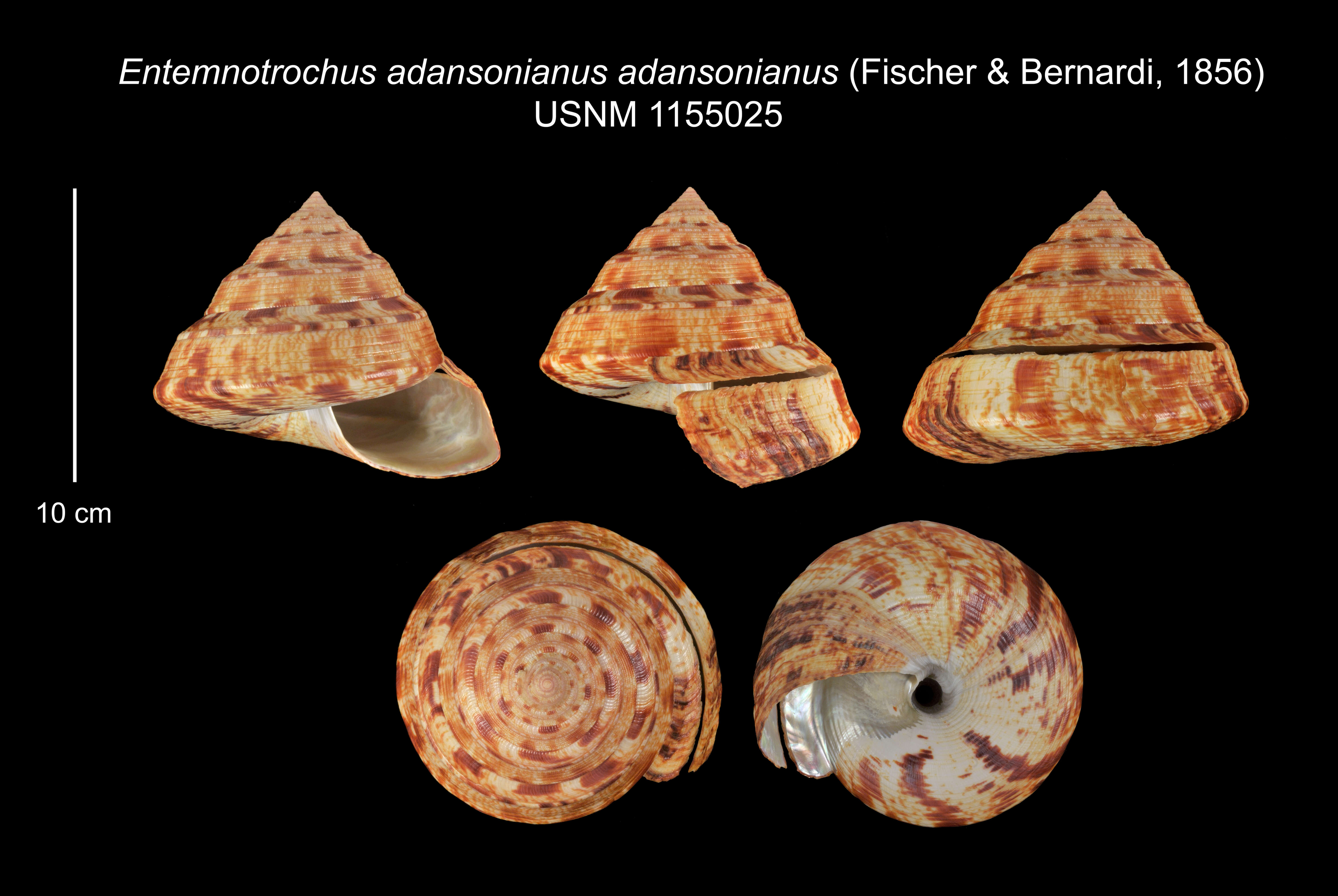 Image of Entemnotrochus adansonianus adansonianus (Crosse & P. Fischer 1861)