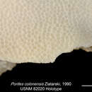 Слика од Porites colonensis Zlatarski 1990
