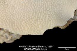 Слика од Porites colonensis Zlatarski 1990