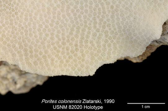 Porites colonensis Zlatarski 1990的圖片