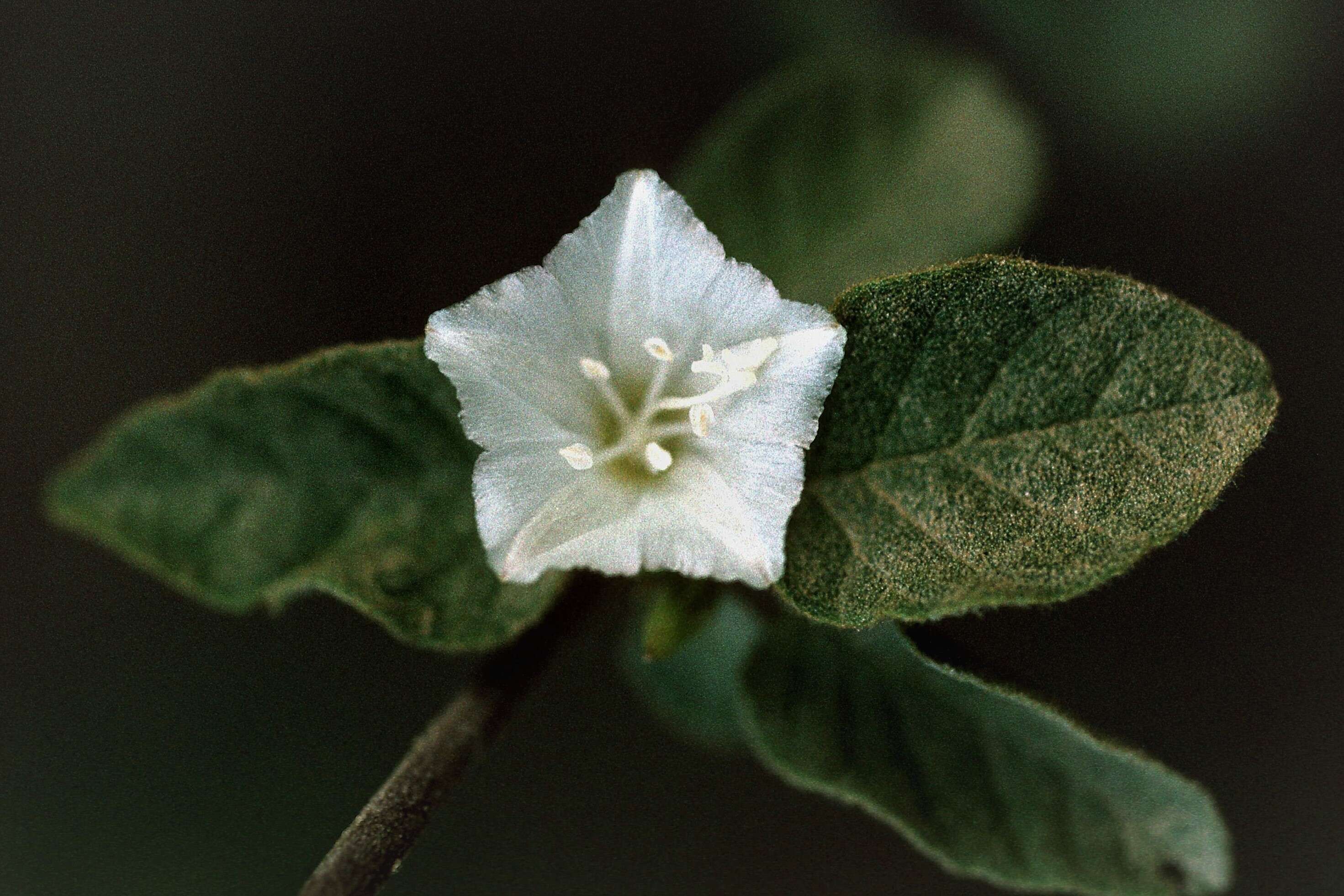 Sivun Jacquemontia nodiflora (Desr.) G. Don kuva