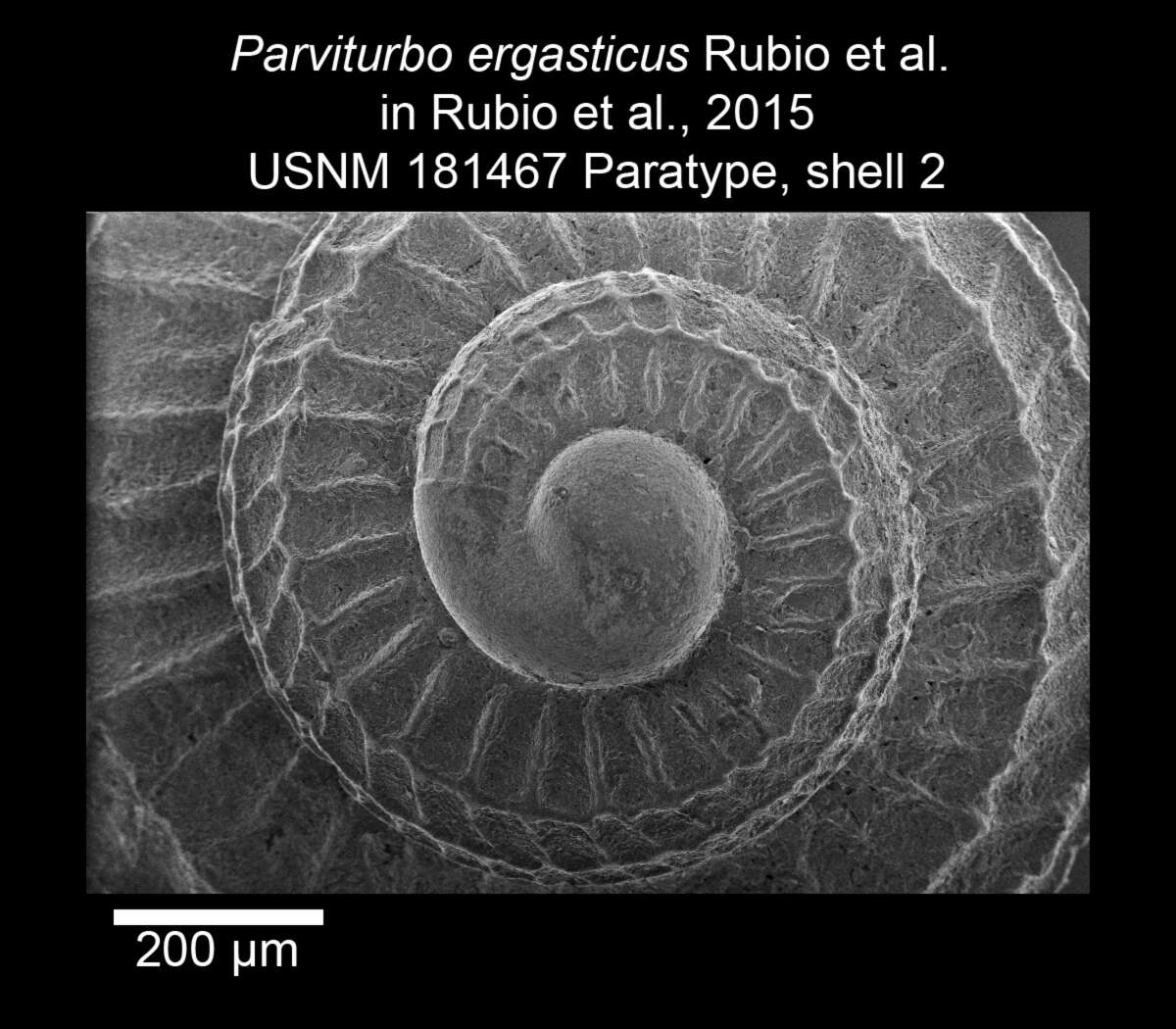 Image of Parviturbo ergasticus Rubio, Rolán & Gofas 2015