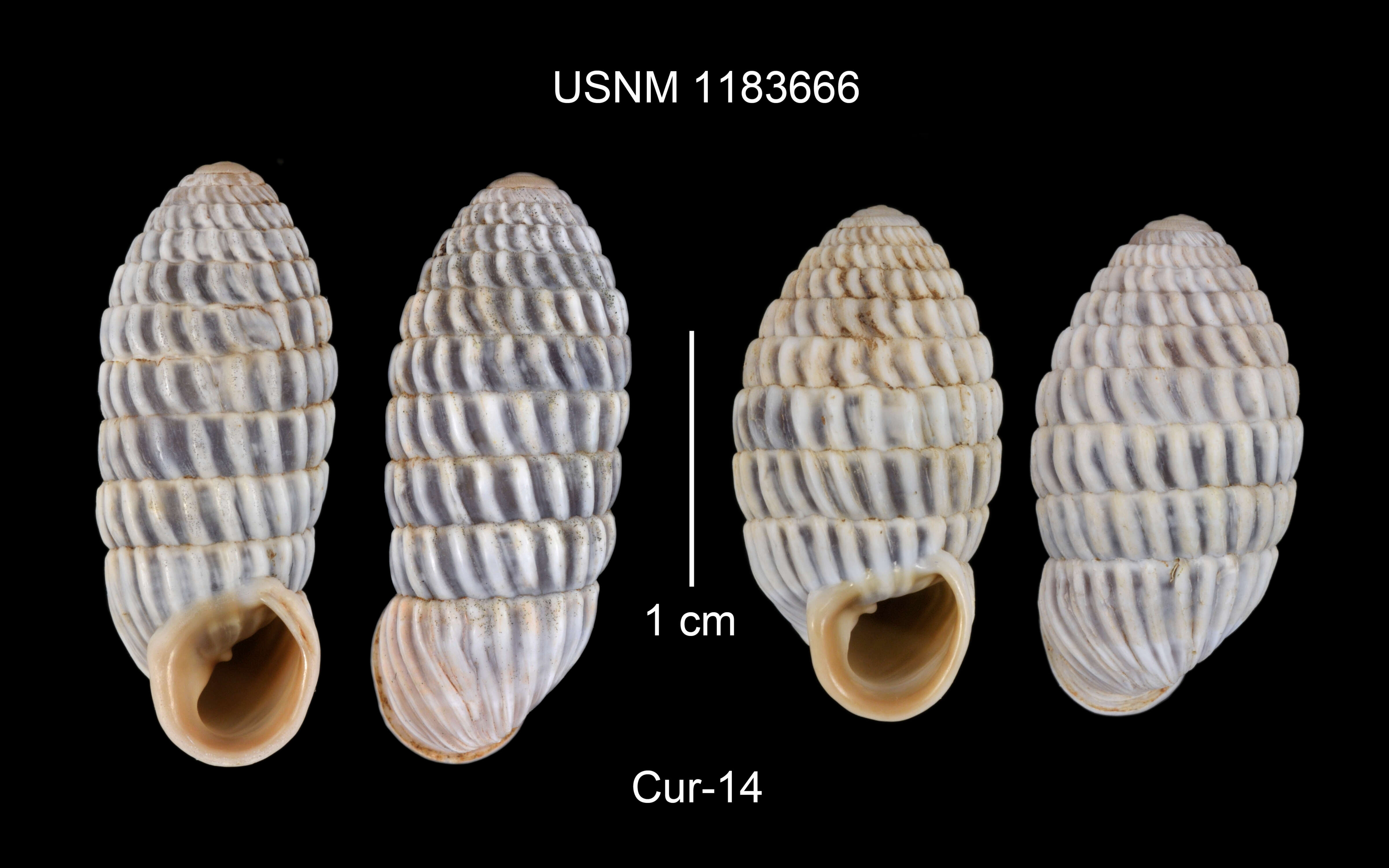 Image of Cerion uva (Linnaeus 1758)