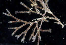 Image of Brown bryozoan