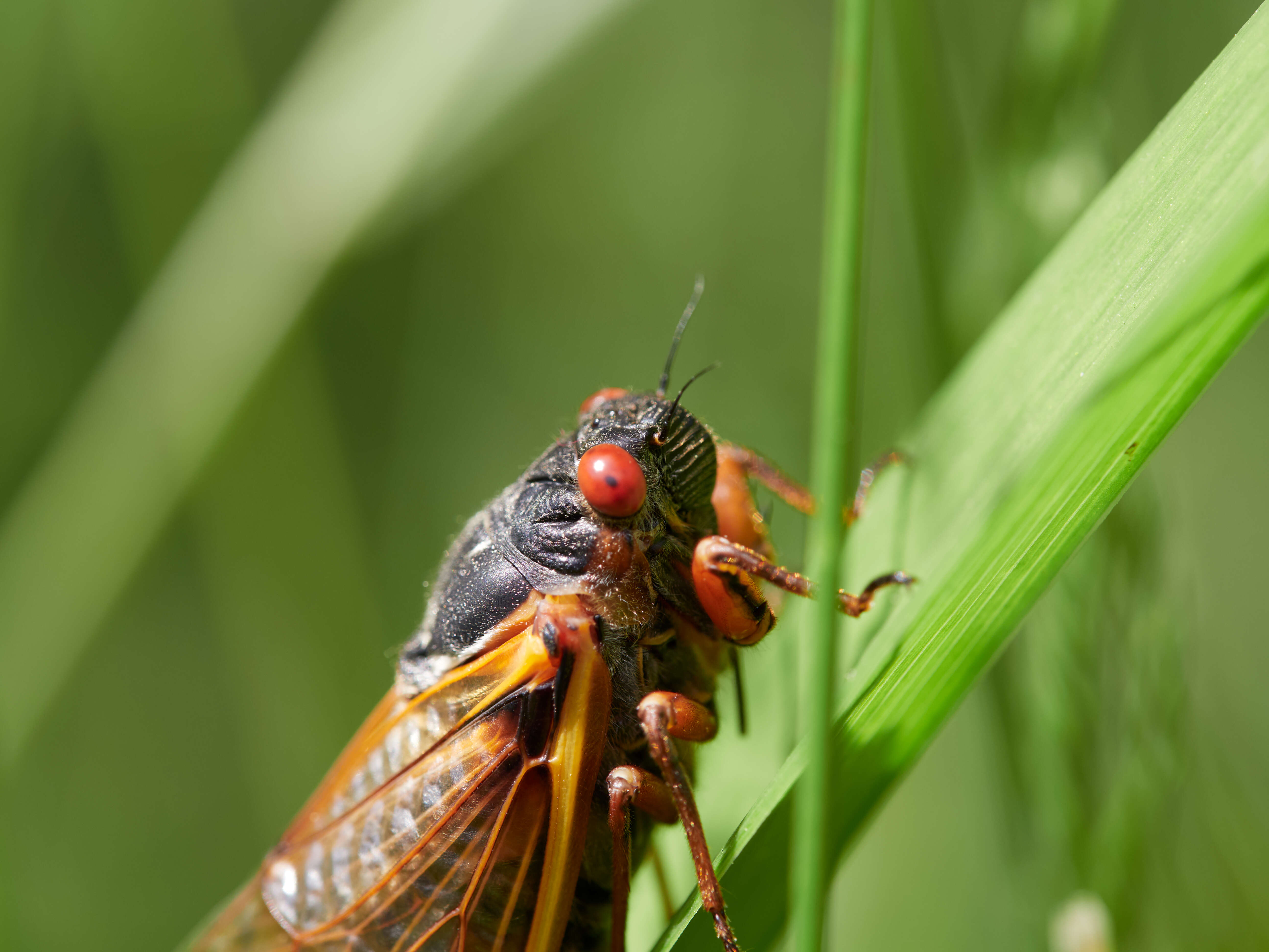 Image of Decim Periodical Cicada