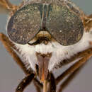 Imagem de Tabanus baguiensis Philip 1959