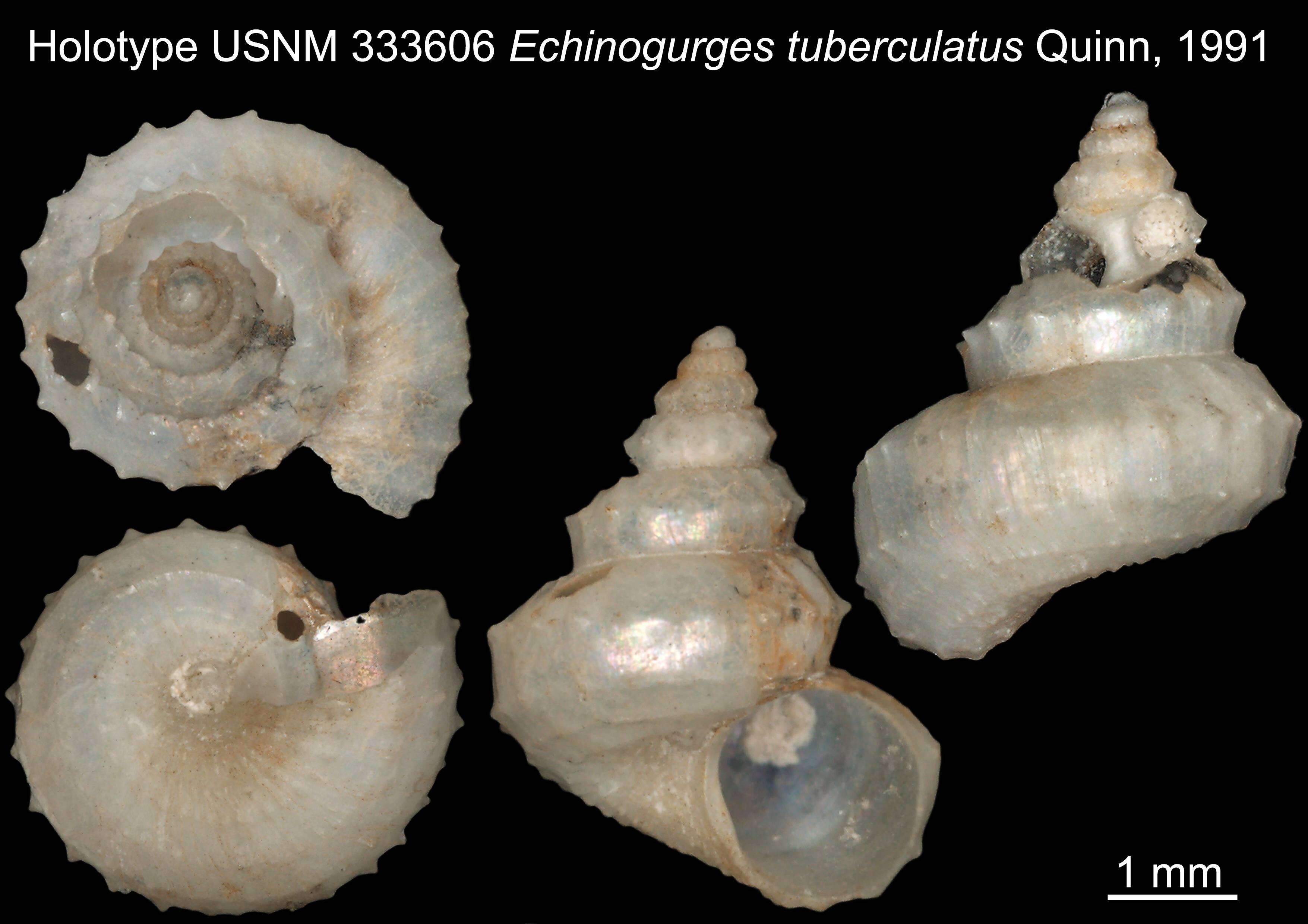 Image of Echinogurges tuberculatus Quinn 1991