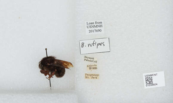 Image of Bombus rufipes Lepeletier 1836