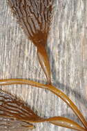 Image of Phaeophyceae