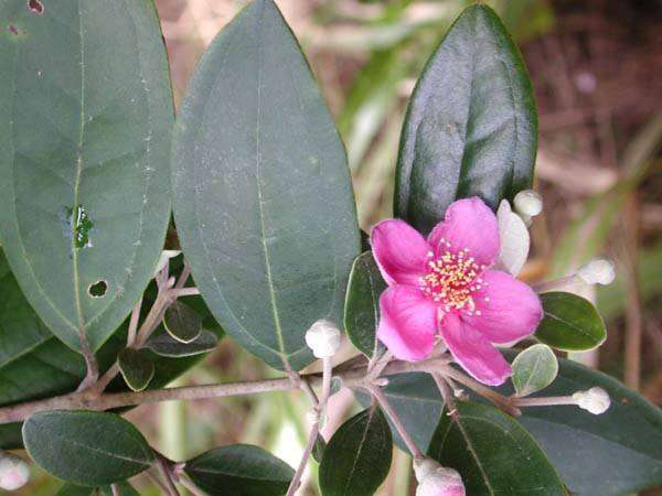 Sivun Rhodomyrtus tomentosa (Aiton) Hassk. kuva