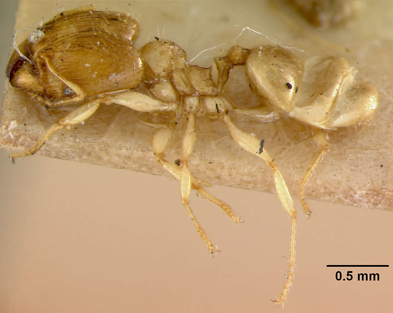 Image de Pheidole terresi illota Wheeler & Mann 1914