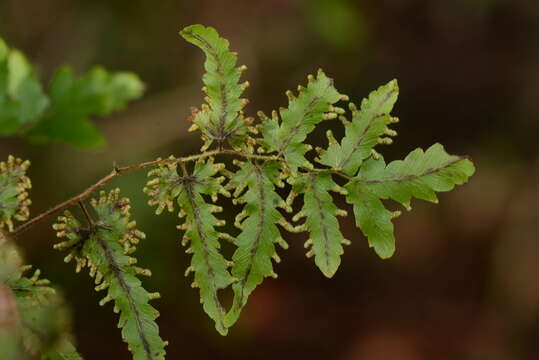 Image of Lygodium venustum Sw.