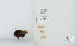 Image of Bombus rufipes Lepeletier 1836