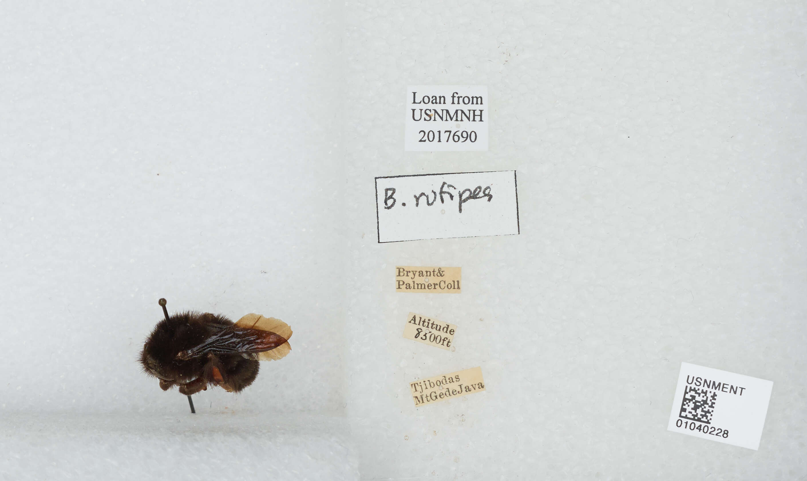 Image of Bombus rufipes Lepeletier 1836