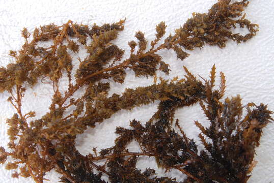 Слика од Sargassum C. Agardh 1820